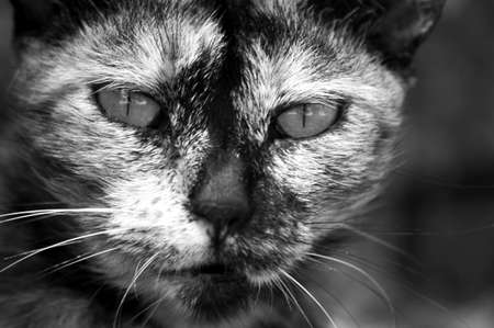 wild cat in City of Rhodes, Greece, の写真素材