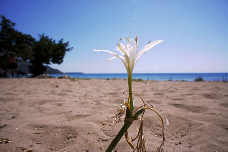 African Agapanthus flower on the beach, the island of Zakynthos, Greeceの写真素材