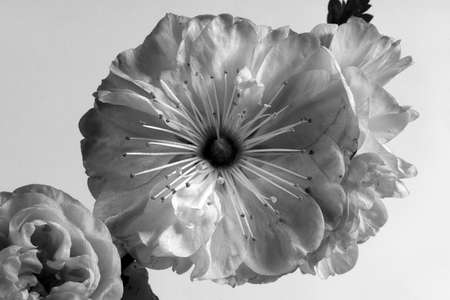 Black and white almond flower