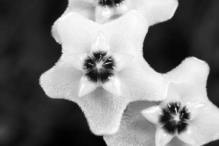 black and white hoya flowers