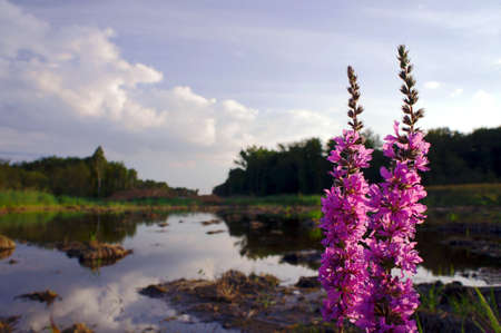 Blossoming in the swamp verbena, Poland の写真素材