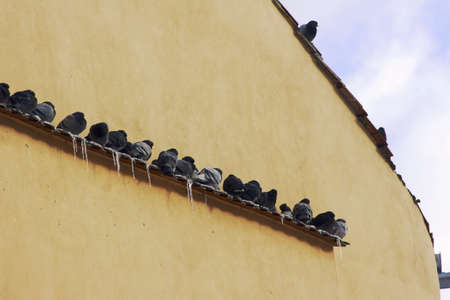 Pigeons in the city in winterの写真素材