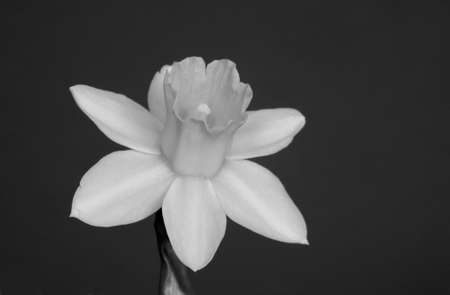 black and white daffodil flowerの写真素材