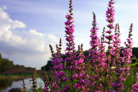Blossoming in the swamp verbena flower, Poland の写真素材