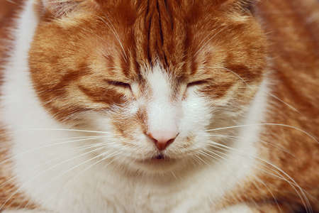 Portrait of red and white haired cat の写真素材