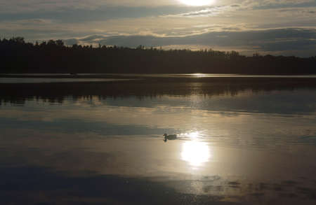 Duck floating on the lake in the evening, Poland の写真素材