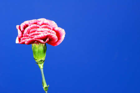 A bouquet of red and white carnationsの写真素材