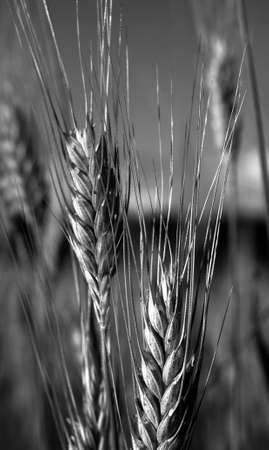 black and white ear of cereal