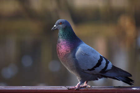 Portrait of a gray pigeonの写真素材