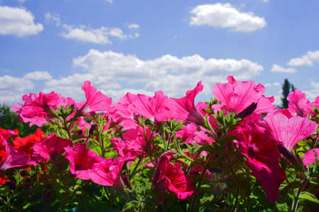 Blooming Surfinias on blue sky background の写真素材