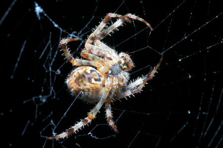 European garden spider hunting, Poland の写真素材