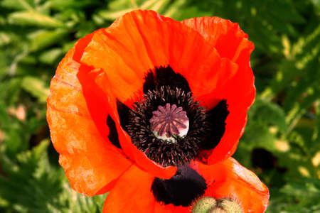 A red poppy - decorative flowerの写真素材