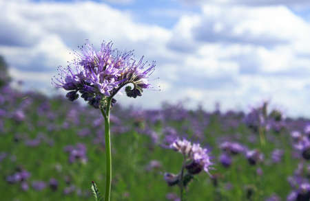Flourishing field of rape in the summerの写真素材