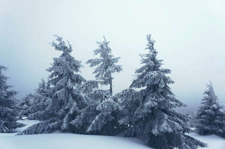 Snow-covered trees in the Jizera Mountains, Polandの写真素材