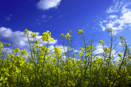Field of yellow flowers a blooming rape
