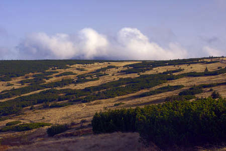 Meadow and mountain pine in the Giant Mountains in autumnの写真素材