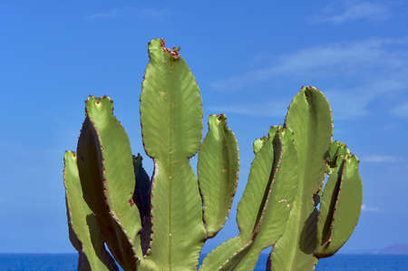 Prickly Pear Cactus growing on the sea on the island of Creteの写真素材