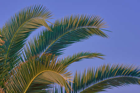Green leaves of palm trees on a background of blue sky