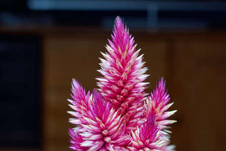 Potted flower decorative fuchsiaの写真素材