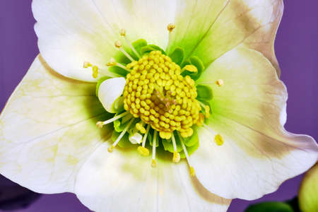 White spring flower helleboreの写真素材