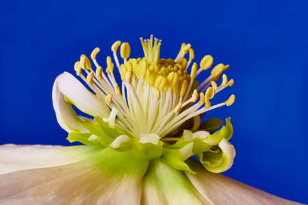 white spring flower Hellebore detailの写真素材