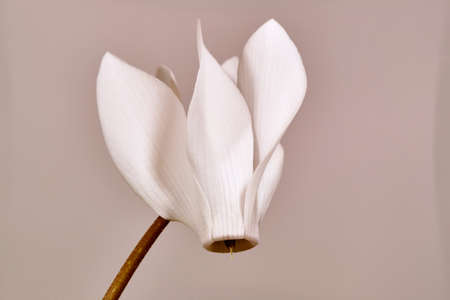 Increasing the white flower violet Alpineの写真素材