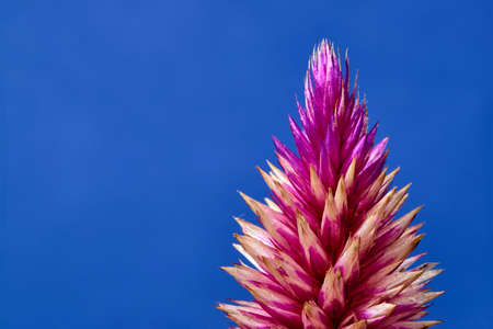 detail of potted decorative fuchsia flowerの写真素材