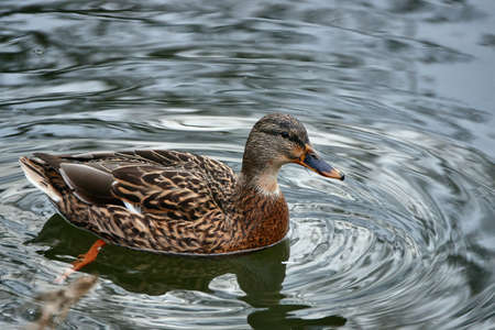 A female mallard duck floating on the pondの写真素材