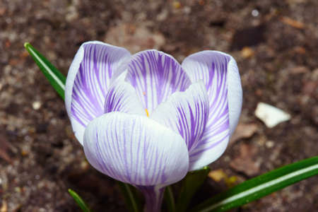 White spring crocus flowers in the gardenの写真素材