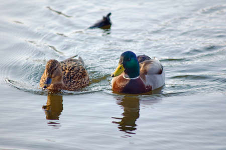 A pair of mallard ducks floating on the pondの写真素材