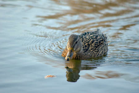 A female mallard duck floating on the pondの写真素材