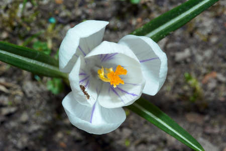 White spring crocus flowers in the gardenの写真素材