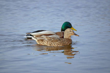 A pair of mallard ducks floating on the pondの写真素材