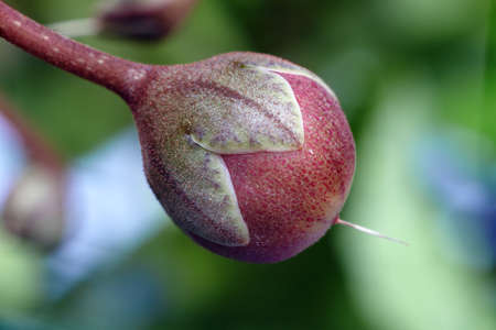 Closeup of donut Cyclamen persicum