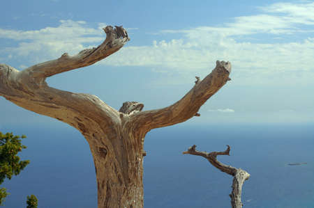 Dried tree on a hill on the shores of the Mediterraneanの写真素材