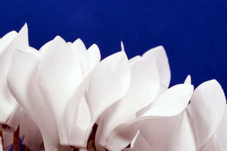 Increasing the white flower violet Alpineの写真素材