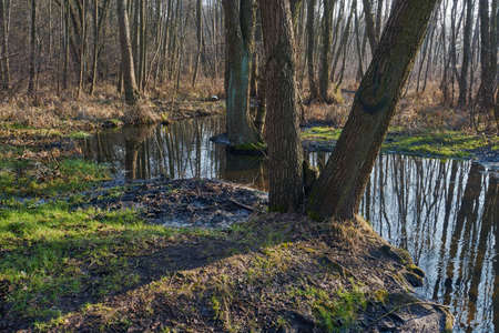Spillage small deciduous forest river in the spring in Polandの写真素材