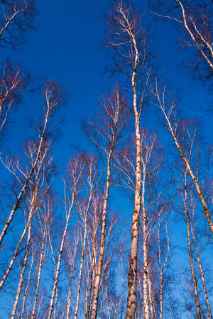 White birch branches on a background of blue sky in autumnの写真素材