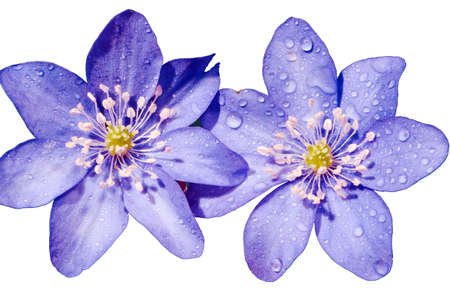 Spring liverwort flower isolated on white backgroundの写真素材