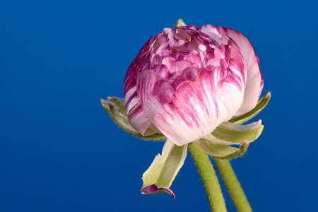 Buttercup flower and bud in the studio on a blue background
