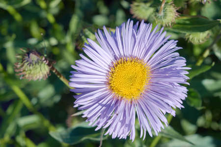 Aster flower in the garden during the summer in Poland
