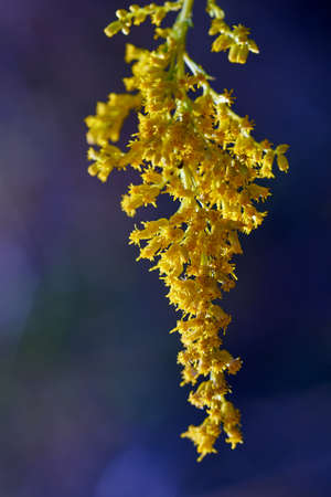 Solidago canadensis - yellow flowers in the meadow