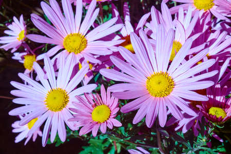 A bouquet of pink flowers blooming chrysanthemum garden