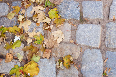 Granite paving stones and autumn leaves in Polandの写真素材