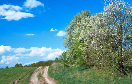 Path in blooming spring forest in Polandの写真素材