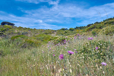 Flowers blooming on the coast of the Mediterranean in the spring in Franceの写真素材