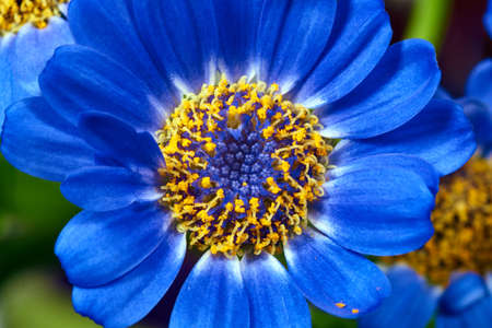 Senecio - blue flowers decorativeの写真素材