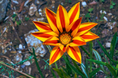 Blooming yellow flower gazania on the Mediterranean Sea in Franceの写真素材