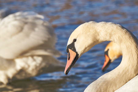 Portrait of a white swan floating on the lake in Polandの写真素材