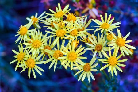 Doronicum yellow summer flowers in the meadow